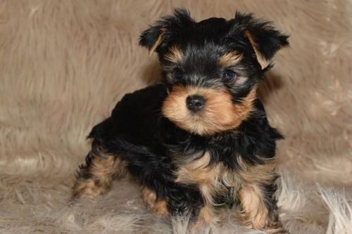 Akc Reg.Yorkie Puppies for Adoption