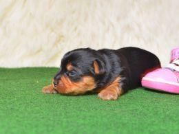 Two Gorgeous Yorkie Pups For Sale