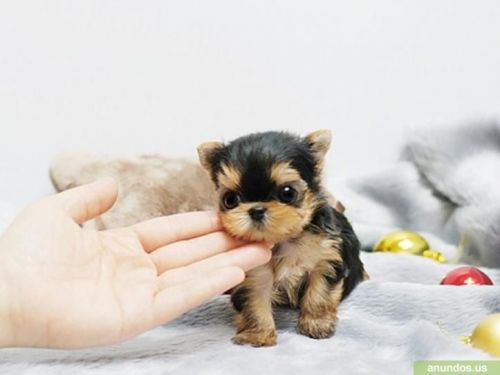 Purebred Teacup Yorkie Puppies Text (***) ***-***5