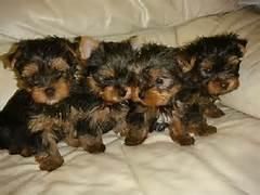Yorkshire Terrier Puppies for sale in Los Angeles, CA, USA. price: NA
