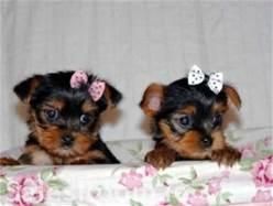 Yorkshire Terrier Puppies for sale in Los Angeles, CA, USA. price: NA