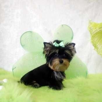 Yorkshire Terrier Puppies for sale in Los Angeles, CA, USA. price: NA