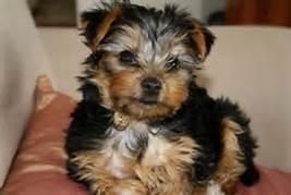 Yorkies Yorkshire Terrier
