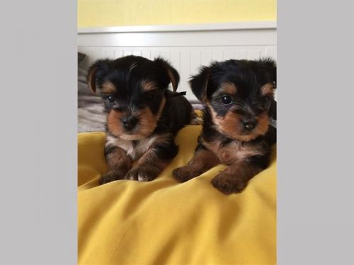 Male Yorkshire Terrier