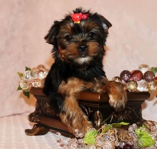 Very Tiny Teacup Yorkie Puppies Now Available