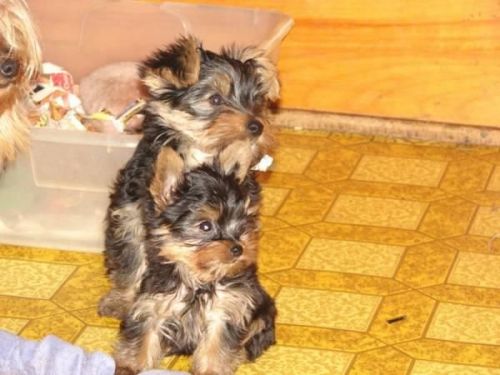 Yorkie Puppies Males & Females