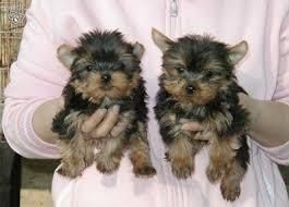 Gorgeous Teacup Yorkie Puppies