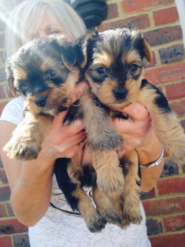 Stunning Yorkshire Terrier puppies