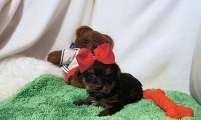 Yorkshire Terrier Puppies for sale in New York, NY, USA. price: $500