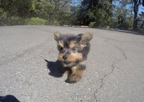 Beautiful Yorkshire Terrier Puppies