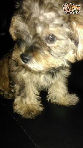 Yorkshire Terrier puppy for adorable home