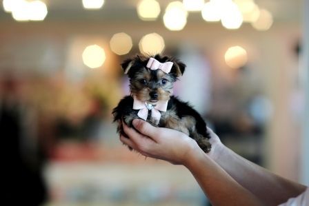 Loving Yorkies!!!!! We Ship Nationwide!!!