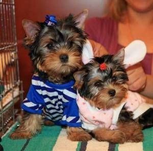 Cute outstanding Teacup Yorkie puppies Ready