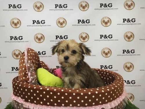 Yorkshire Terrier - Midas - Male