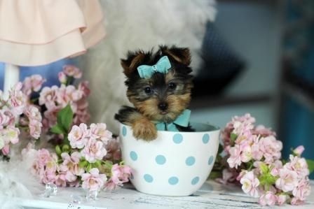 Gorgeous Yorkie Puppies for Sale