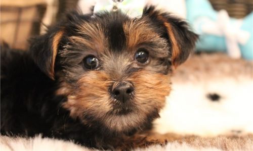Cute Akc Teacup Yorkie Puppies!