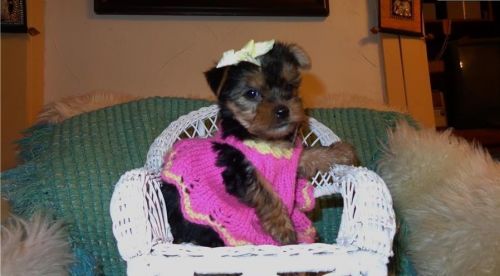 GREAT AKC Yorkie Puppies