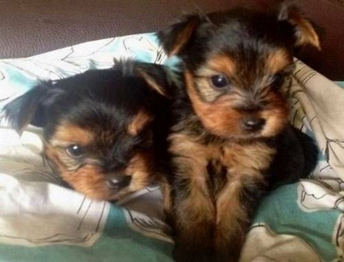 yorkie puppies