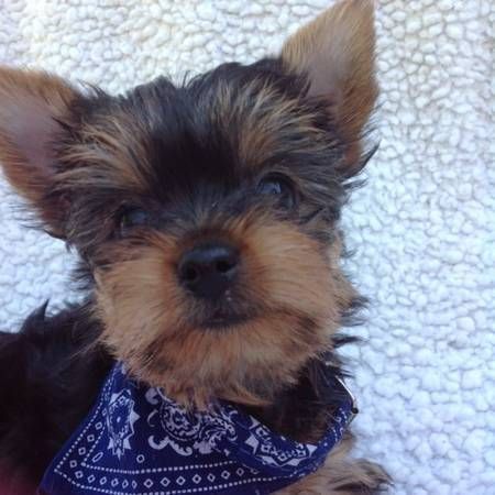 Yorkie puppies***