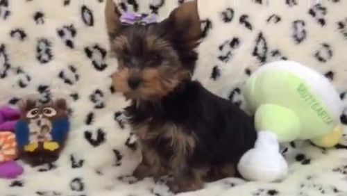 Gorgeous Teacup Yorkie Puppies