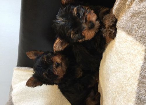Beautiful Teacup Yorkie Puppies