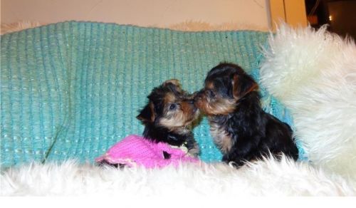 Teacup Yorkie Puppies Available