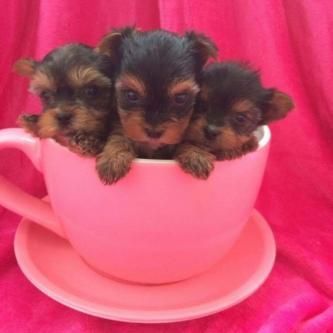 Gorgeous Little Teacup Yorkies Puppies Ready Now,