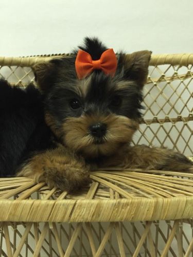 baby yorkies for sale
