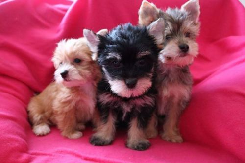Yorkshire Terrier Puppies for sale in New York, NY, USA. price: $500