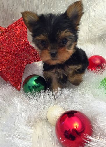 Gorgeous Little Yorkie