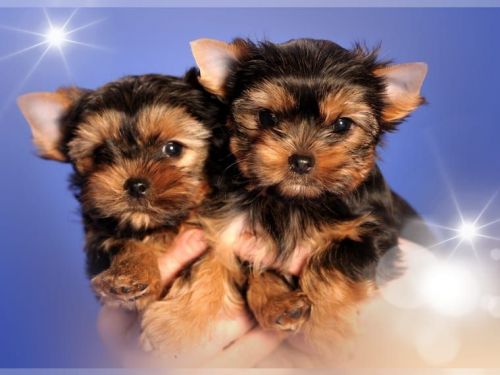 HANDY - Male Yorkshire Terrier