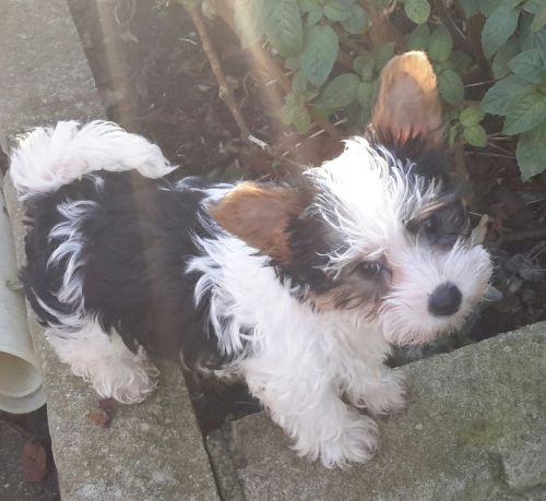 Tricolour Yorkie Babies