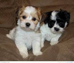 Yorkshire Terrier Puppies for sale in New York, NY, USA. price: $320