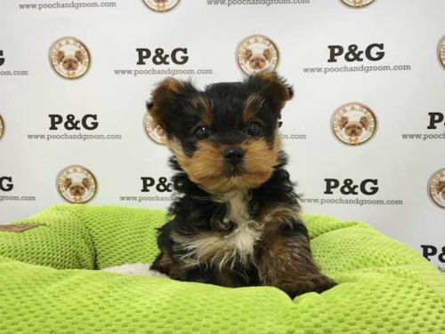 Yorkie Puppies Available
