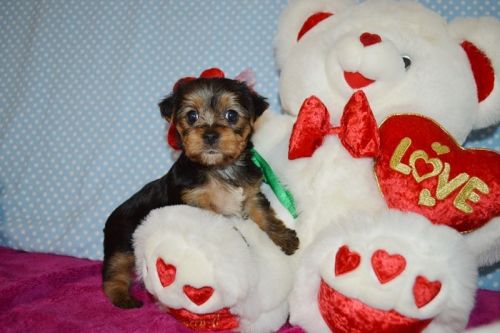 Trixy female yorkie akc