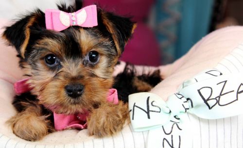 SUPER CUTE TEACUP PUPPIES