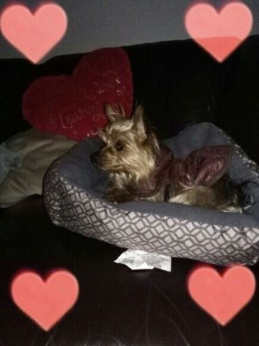 Yorkshire Terrier Puppies for sale in Detroit, MI 48219, USA. price: $700