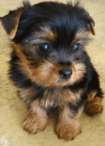 100% tiny yorkshire terrier pups