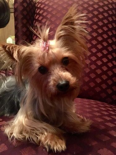 3 year old female yorkie