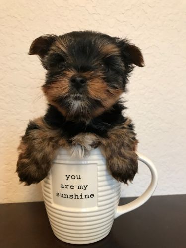 Tiny Yorkie
