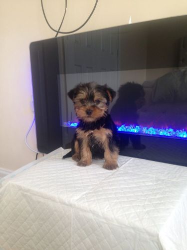 Cute Female Yorkie Puppy for free adoption