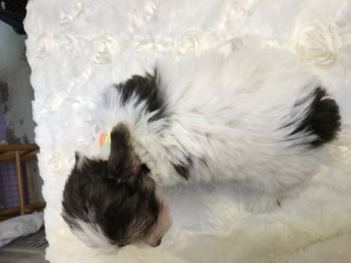 AKC YORKIE MALE PARTÍ Chocolate