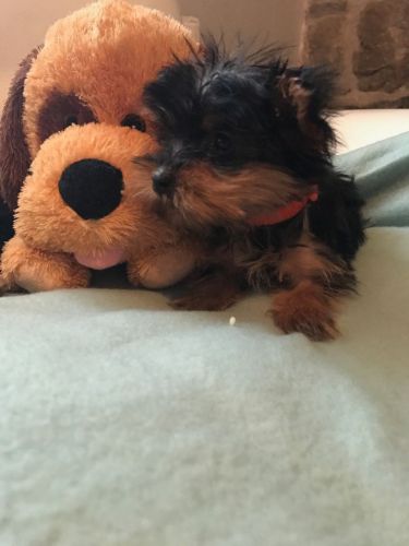Yorkshire Terrier Puppies for sale in Los Angeles, CA, USA. price: NA
