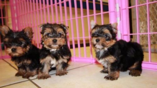 LOVELY, YORKSHIRE TERRIER PUPPIES FOR SALE