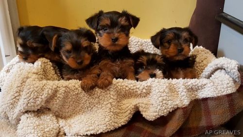 Yorkshire Terrier Pedigree Puppies