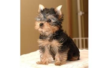 Lovely Face Yorkie Puppies***