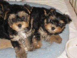 Amazing Yorkshire Terrier puppy!***