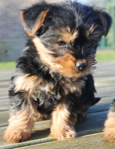 Two Elegant Teacup puppies for Adoption. .Text us at (***) ***-***4