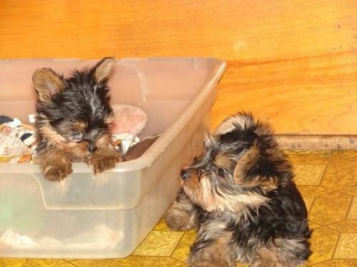 Well Trained Yorkie Puppies