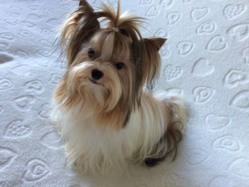 Yorkshire Terrier Puppies for sale in Los Angeles, CA, USA. price: $750